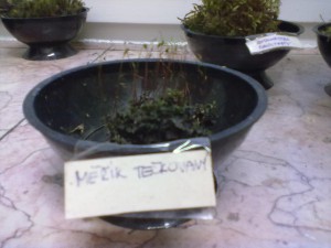 24112011260.jpg